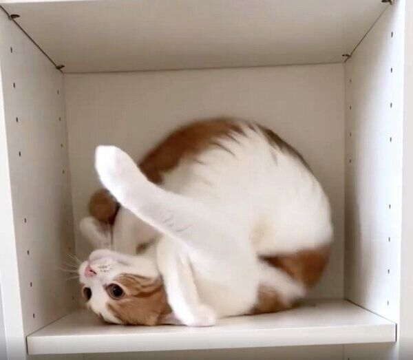 でんぐり返しをするはなちゃん