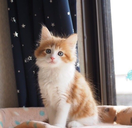 メインクーンの子猫