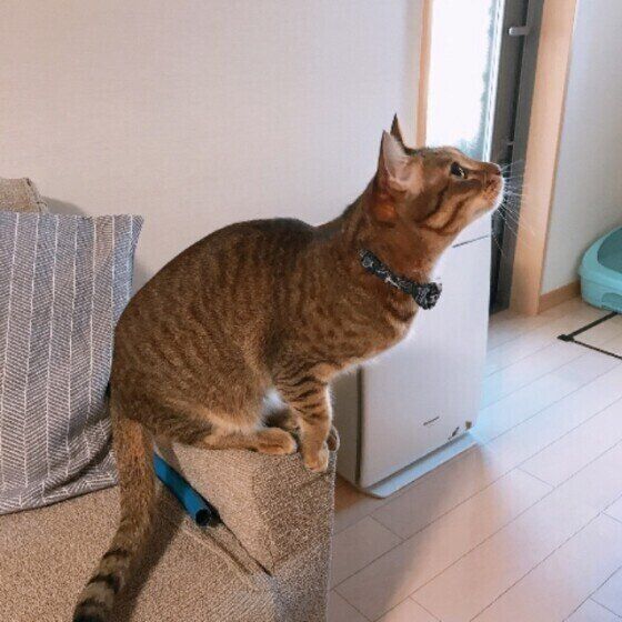 キジトラの三太ちゃん