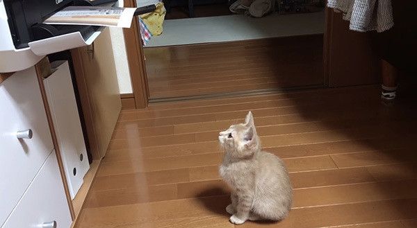 プリンターを見る猫