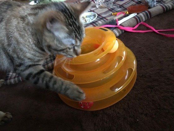 黄色のおもちゃに夢中のMIXキジトラ