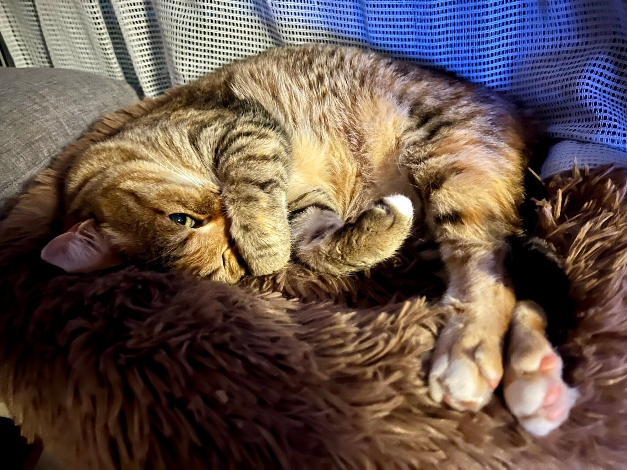 あざといポーズをするルビーちゃん