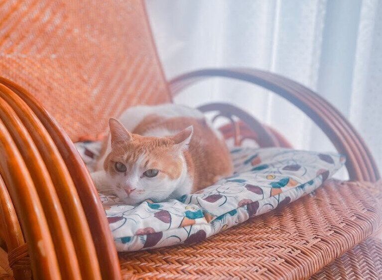 くつろいでいる猫