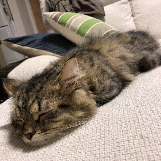 ツチノコポーズをする猫