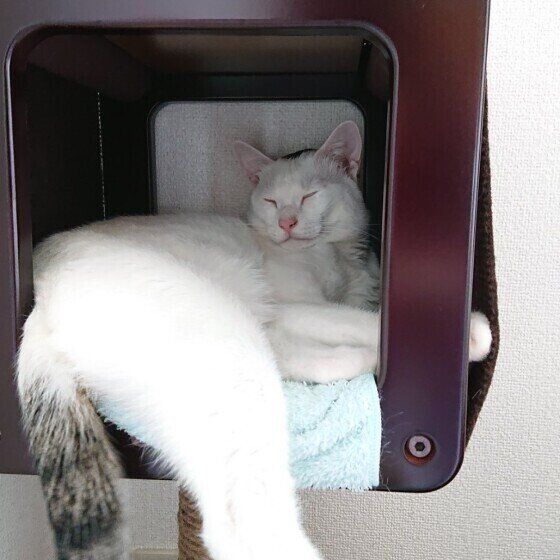 黒白のゆきみくん