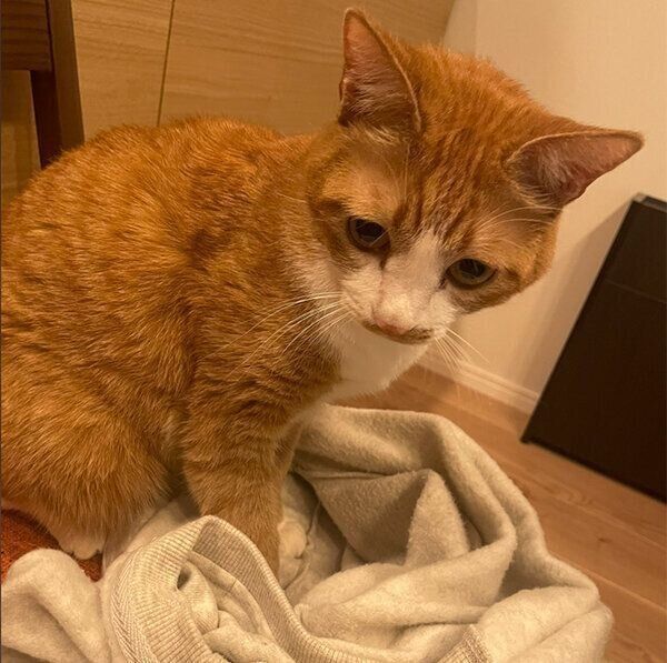 スウェットから出てきたぽむちゃん