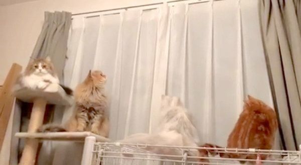 虫を観察する4匹の猫