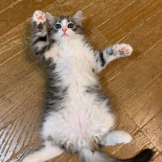 Mix（グレー）のポコ助くん♪