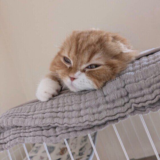 スコティッシュフォールドのこむぎちゃん