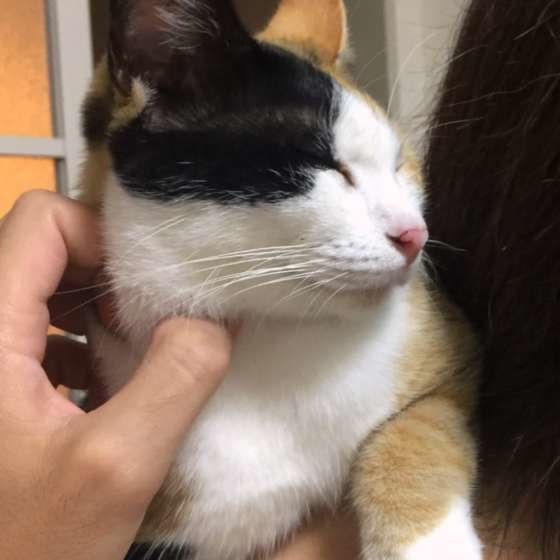 撫でられる猫