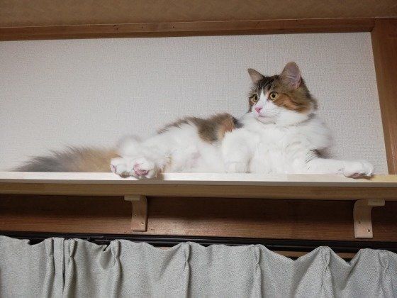 高い所好きなメインクーンのイヴ