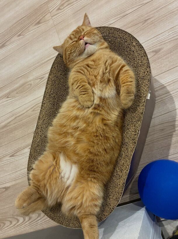 ぐっすりと眠っているマンチカン