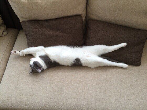 きれいな姿勢で寝るMIXグレーの瑠依