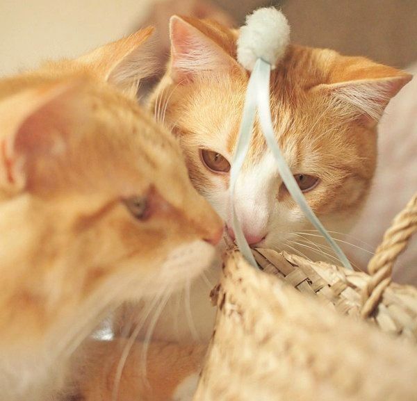 元保護猫・うりちゃんといくらちゃん