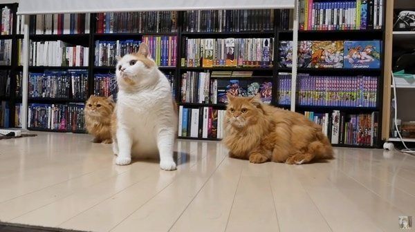 ねこじゃらしで遊ぶマンチカン