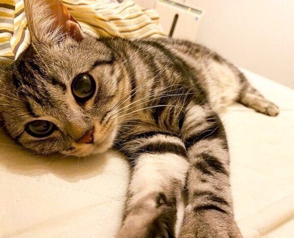 ベッドで添い寝してくれるあんこくん