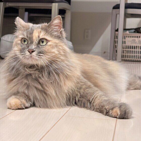 ミケ猫のもこたちゃん