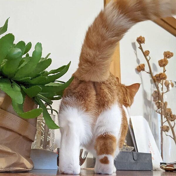 おしりを向けるむぎちゃん