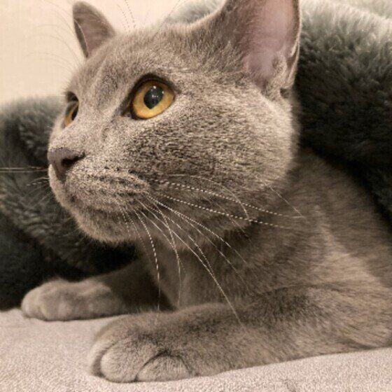 くつろぐロシアンブルー