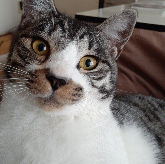 MIXキジトラのヤンくん