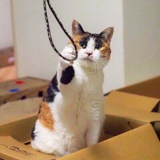 パンチする三毛猫