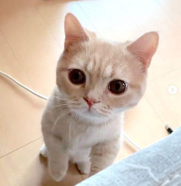 マンチカン立ちをするむぎくん