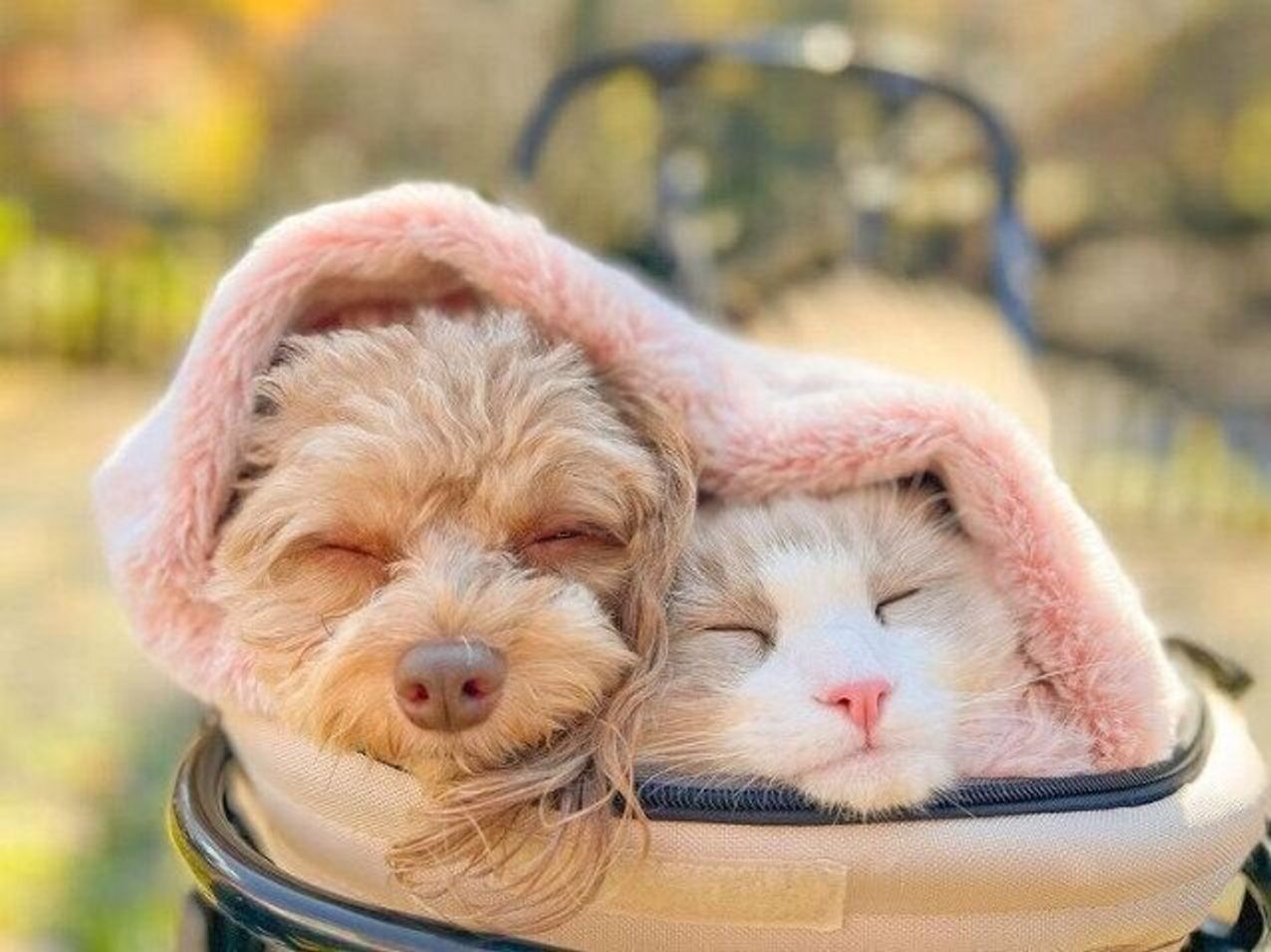 北海道の大地に暮らす 仲良し犬猫コンビ 猫と犬両方と暮らしているからこそ感じること ねこのきもちweb Magazine 北海道の大地に暮らす 仲良し犬猫コンビ 猫と犬両方と暮らしているからこそ感じること ねこのきもちweb Magazine