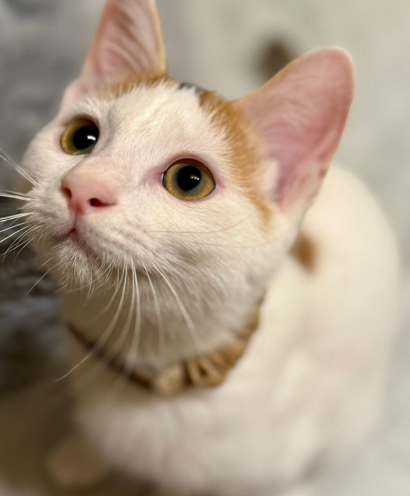 見上げるおこわちゃん