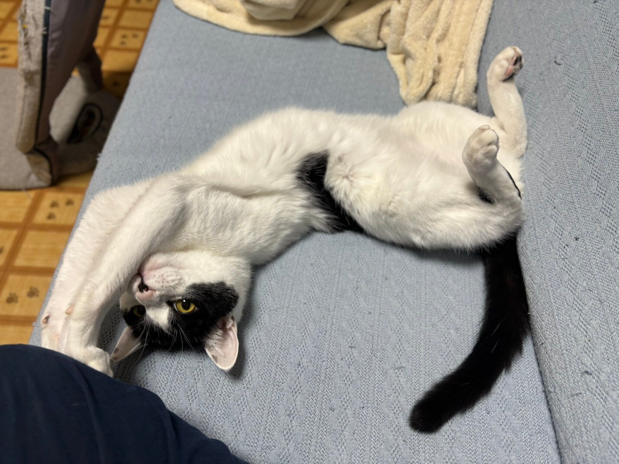 あざといポーズを見せるむすびくん