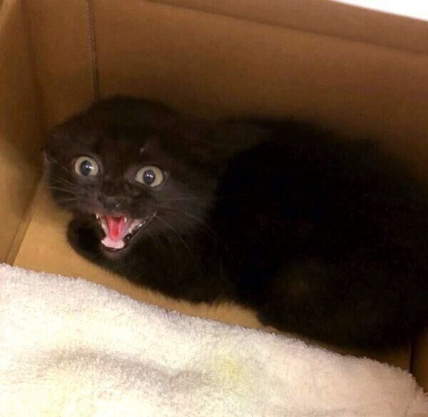 保護当時のあんこちゃん