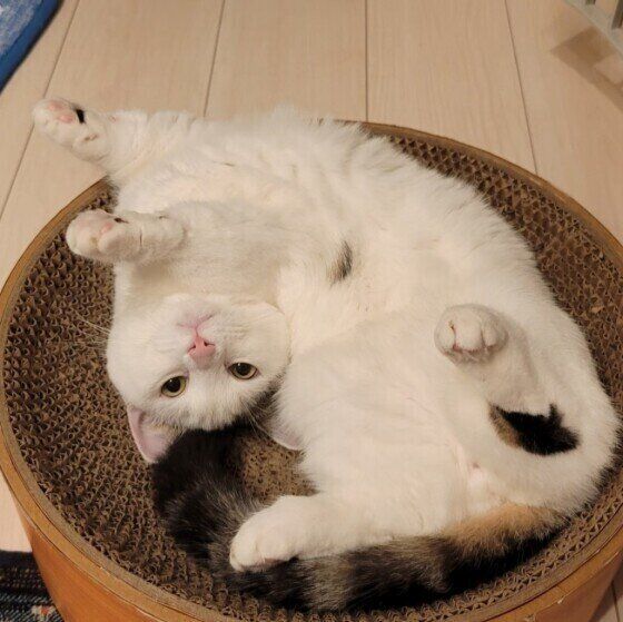 マンチカンのもち麦くん