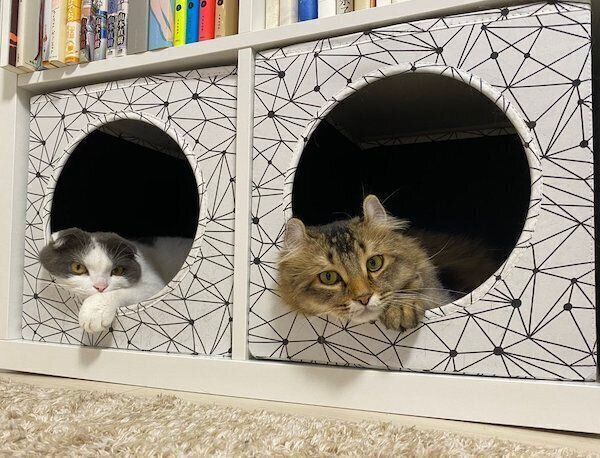 くつろぐミルクくんとオリーブくん