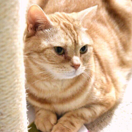 日を浴びてくつろぐアメリカンショートヘア