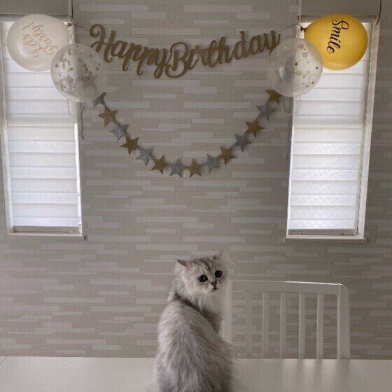 見返り美人のペルシャ・Lilyちゃん