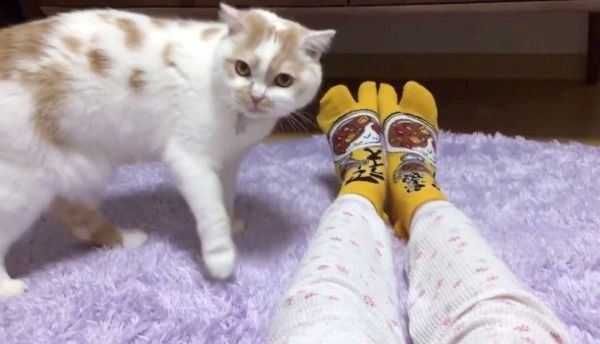飼い主さんの足のニオイを嗅ぐホイップクリームちゃん