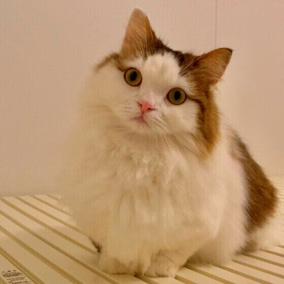 ミヌエットのしゃるるくん