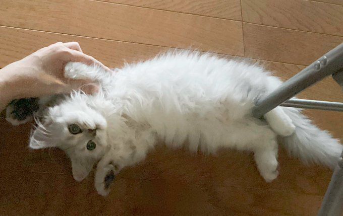 仰向けに寝転ぶミヌエット