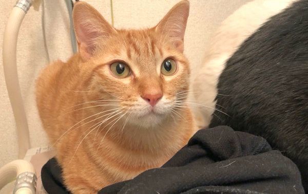 洗濯機の上でくつろぐあめちゃん