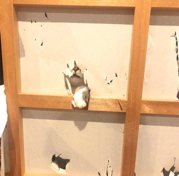 障子を破る猫