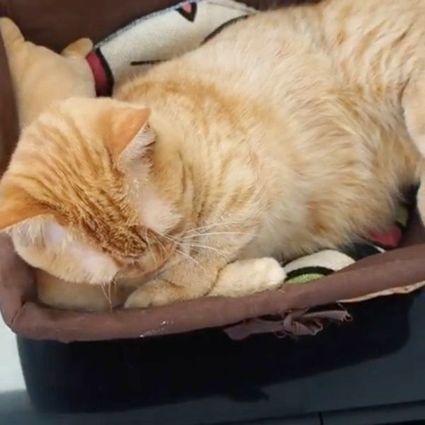 カゴに盛られるマンチカン