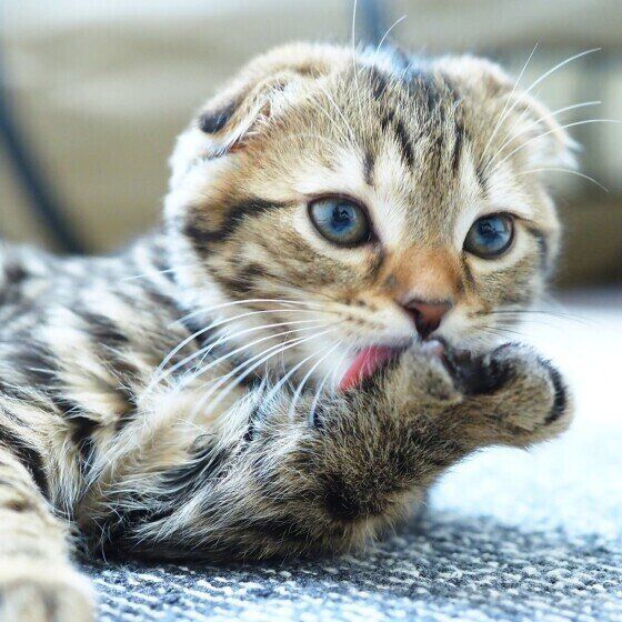 手をなめるシオンくん（スコティッシュフォールド）