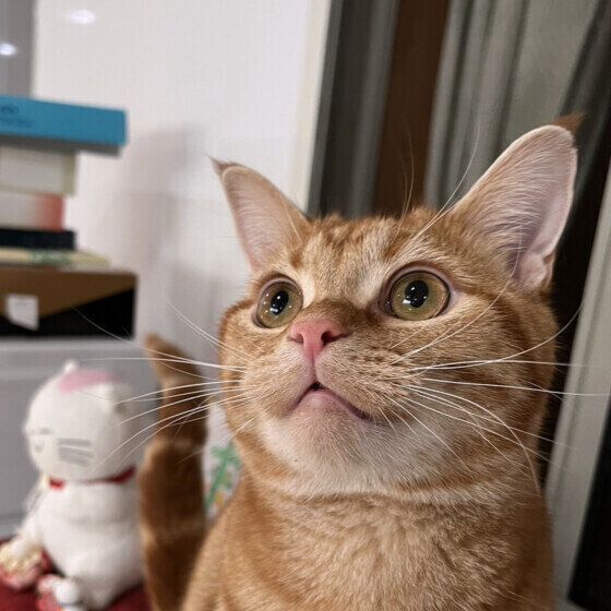 見上げるアメリカンショートヘア