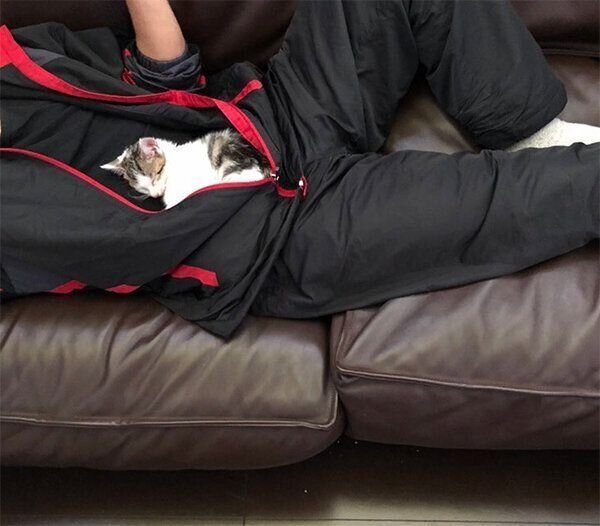 旦那さんの上でくつろぐうしおくん