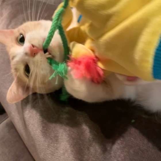 じゃらしで遊ぶ猫