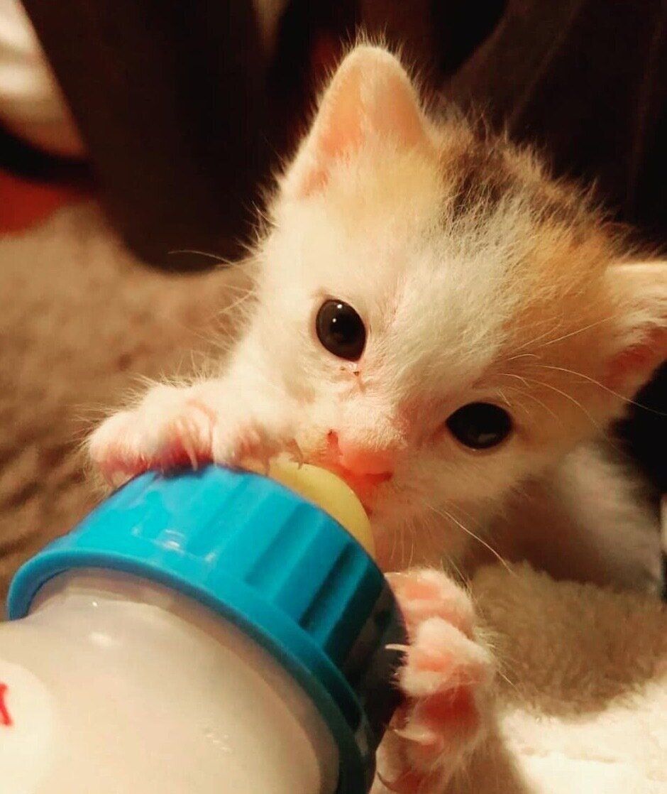 ミルクを飲むちくわちゃん