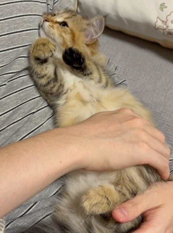 飼い主さんの膝の上でくつろぐリーンちゃん