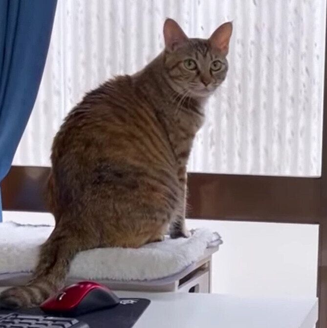 外を眺めていたリタちゃん