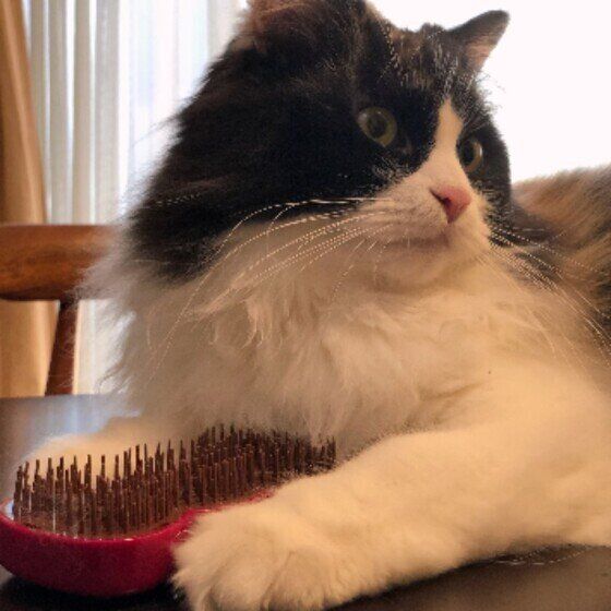 ブラシを確保するマンチカンのベルくん