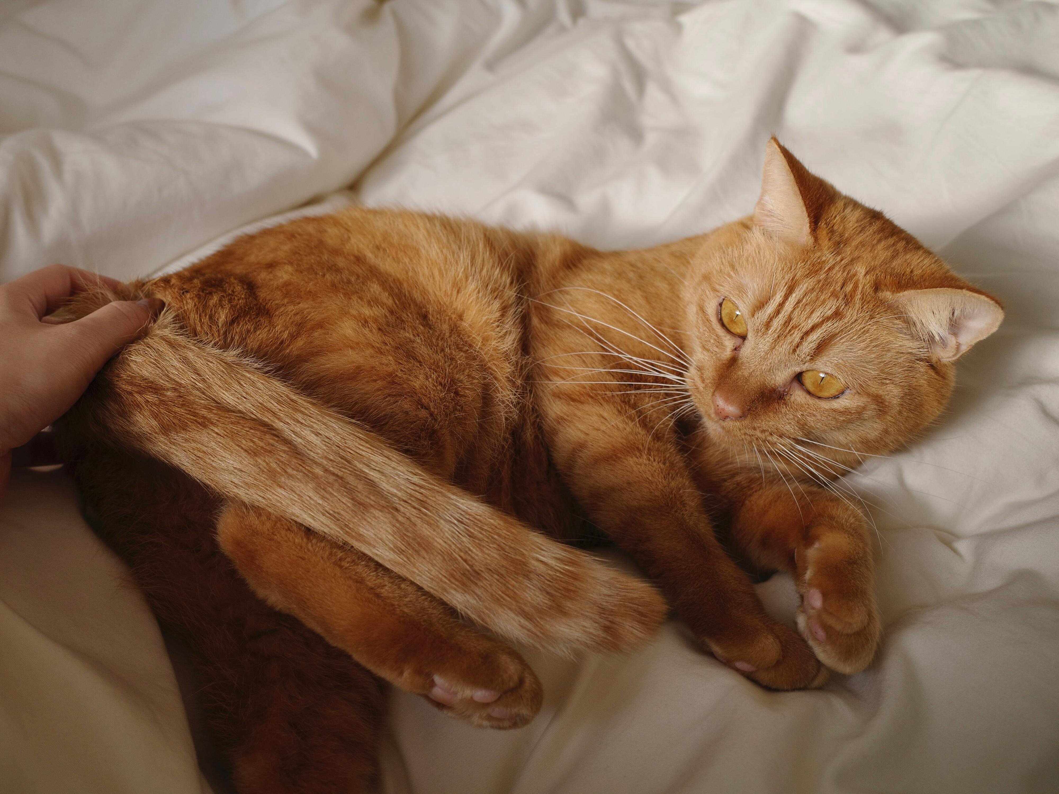 「なでて」の圧をかけるひなたくん