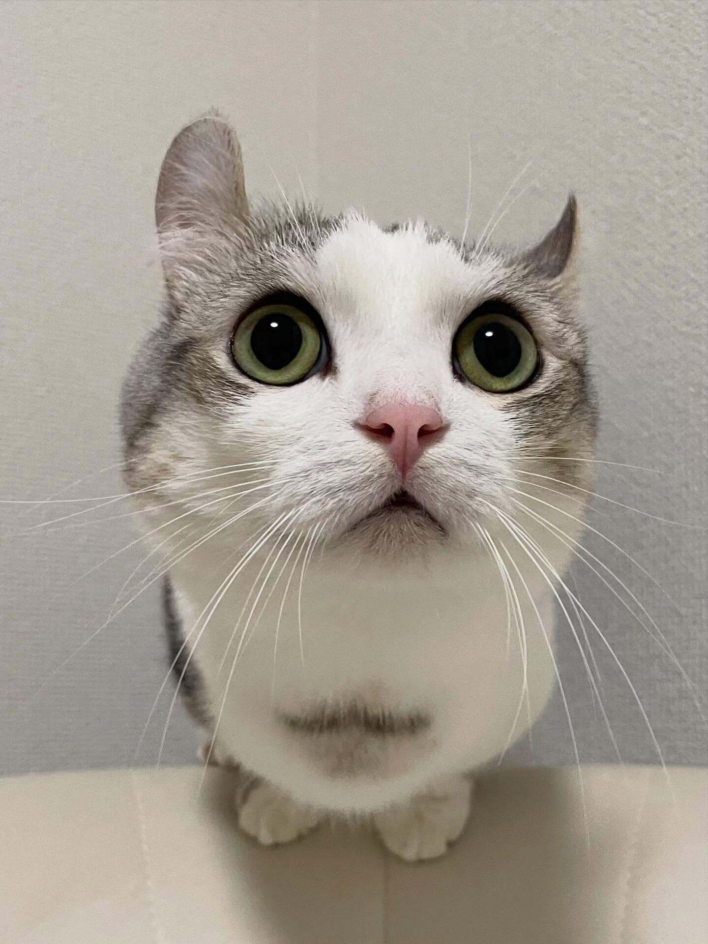 目を大きく見開く猫